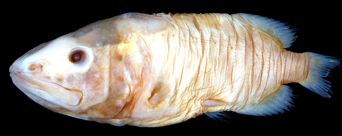 Rondeletia loricata_03.jpg